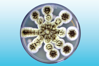 Споры гриба Аспергилус Грибковая инфекция Аспергилус