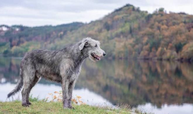 Ирландский волкодав