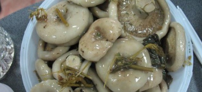 Как засолить горькушки с вымачиванием