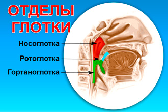 Отделы глотки Строение глотки