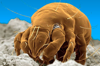 Клещ Пылевой клещ