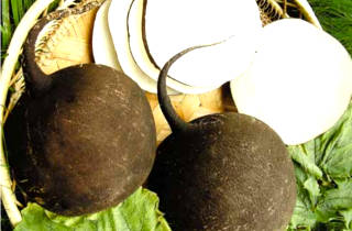 Редька очень богата витаминами и природными элементами, которые помогают избавиться от кашля Свойства редьки