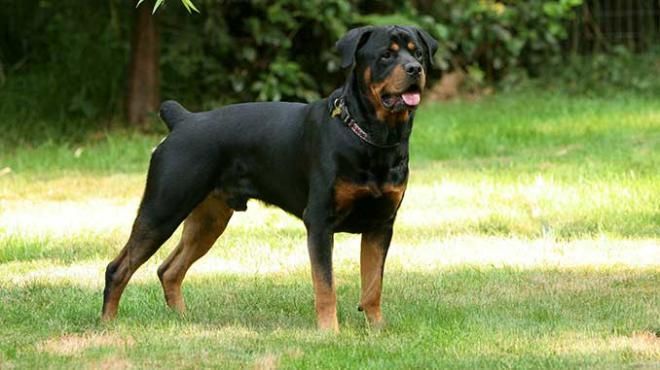 Ротвейлер