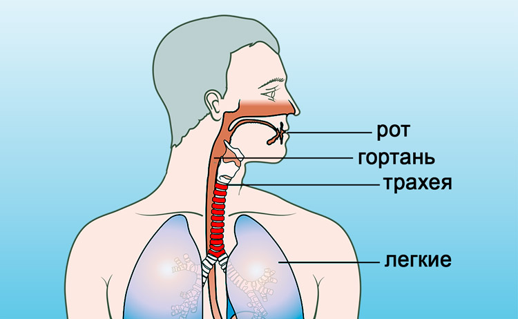 Дыхательная система Схема дыхательной системы