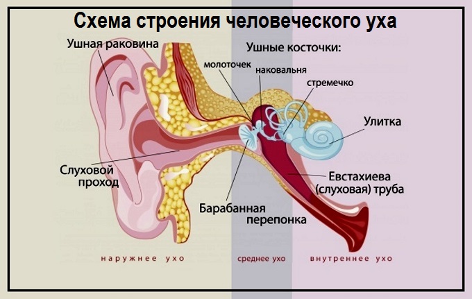 Ухо человека состоит из 3 отделов Строение уха человека