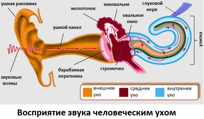 Самым важным назначением уха является восприятие звуковых импульсов Каким образом ухо человека воспринимает звук